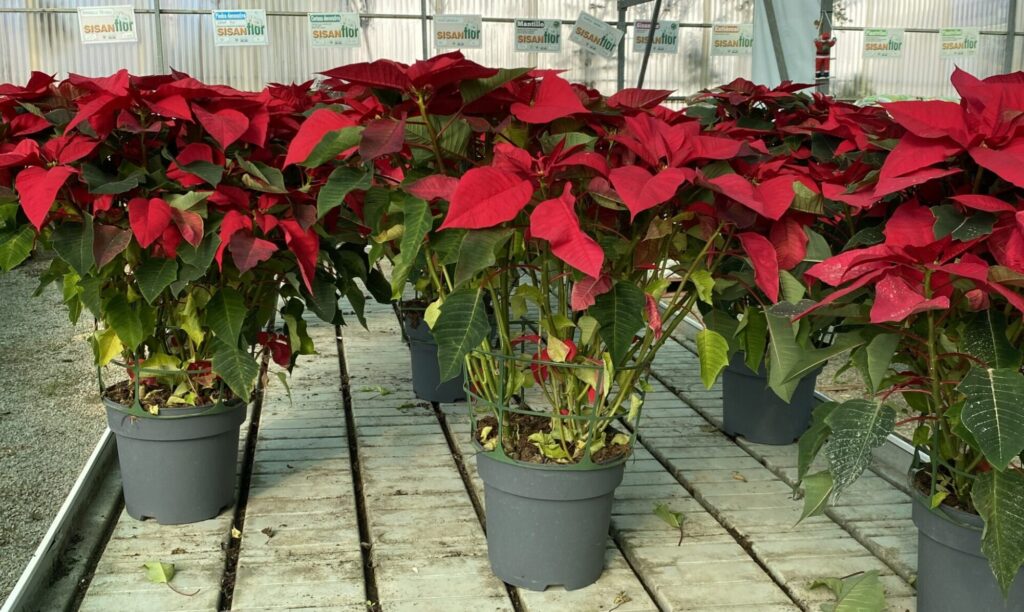 Plantas para regalo.