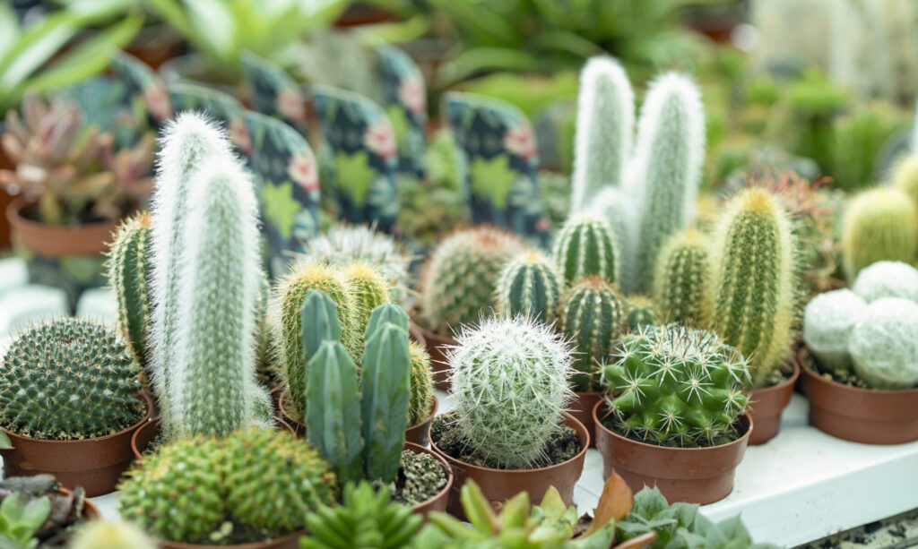 Plantas para obsequiar.